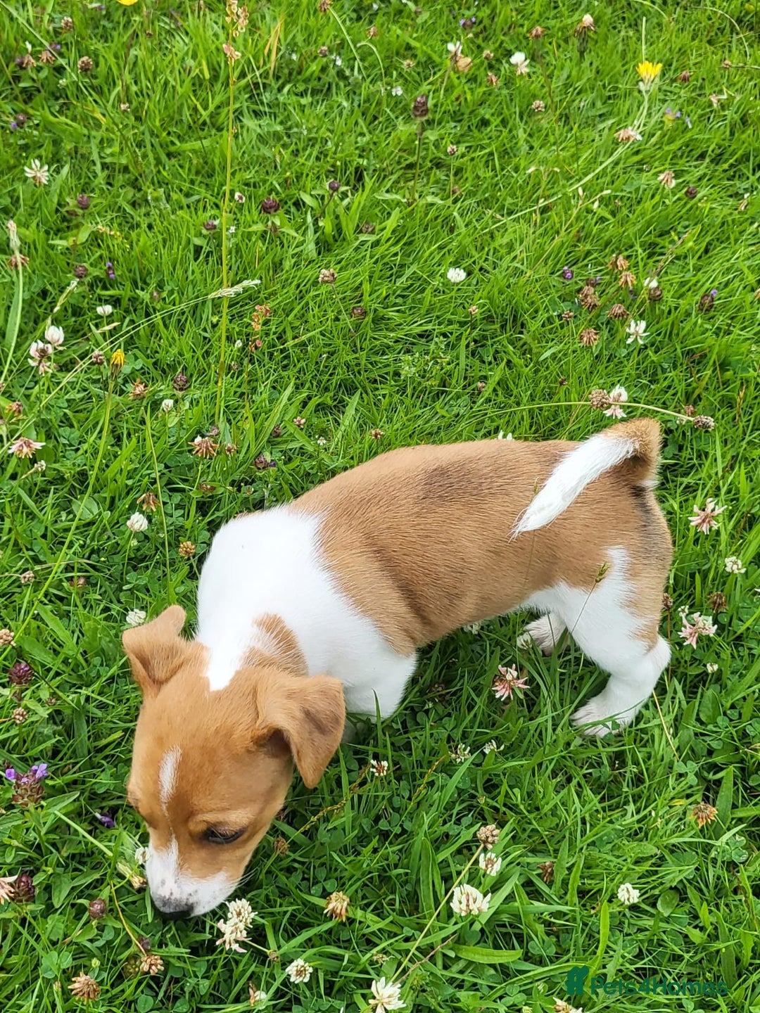 Jack Russell dogs for sale: Merle, red, black and tan JRT puppies in Carmarthen - Image 6