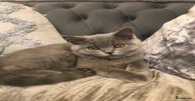 British Shorthair cats - Advert 7