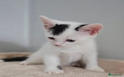 Mixed Breed cats for sale: 5 Kittens LEFT! Friendly and Lovable - Image 3