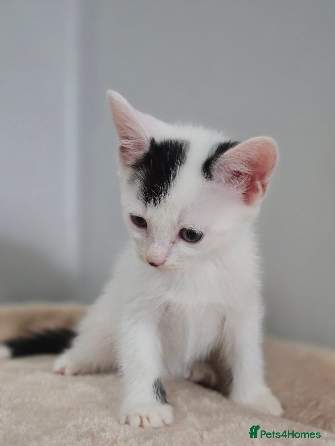 Mixed Breed cats for sale: 5 Kittens LEFT! Friendly and Lovable - Image 3
