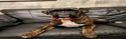 Boxer dogs for sale: Bobtail/tailed Boxer puppy - Advert 11