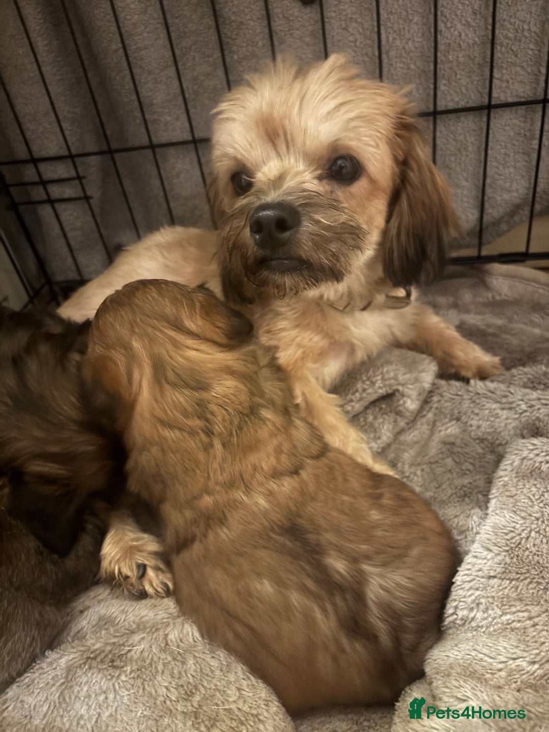 Mixed Breed dogs for sale: One Little Boy Available  - Advert 7