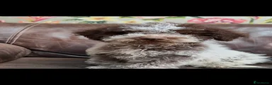 Lagotto Romagnolo Puppy 2
