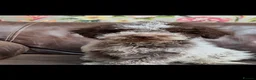 Lagotto Romagnolo dogs for sale: Quality lagotto romagnolo puppies for sale - Advert 10