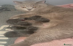 British Shorthair cats for sale: Stunning British Short Hair Kittens - Image 21