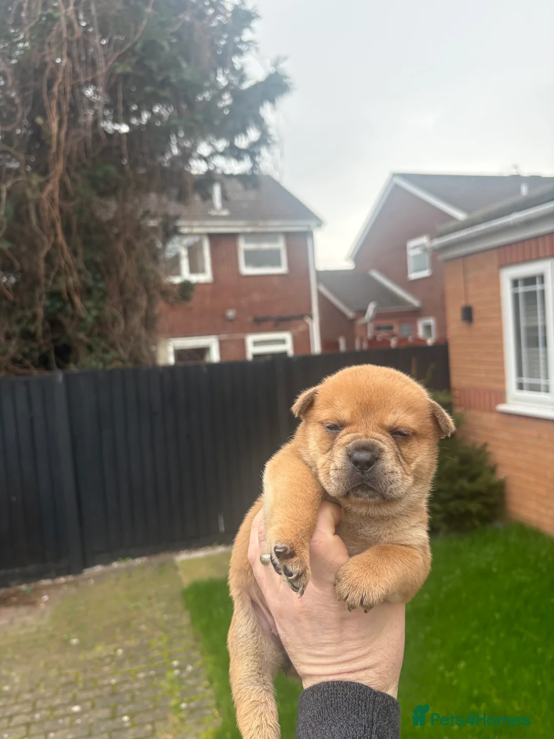 Mixed Breed dogs for sale: ** BEAR COAT FRENCHIES ** - Advert 2