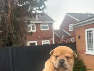 Mixed Breed dogs ** BEAR COAT FRENCHIES ** - Advert 9