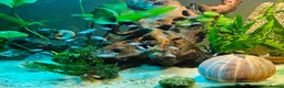 Cichlids fish for sale: Fairy cichlids - Advert 11