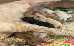 Cockapoo dogs for sale: Cockapoo puppies for sale  - Image 6