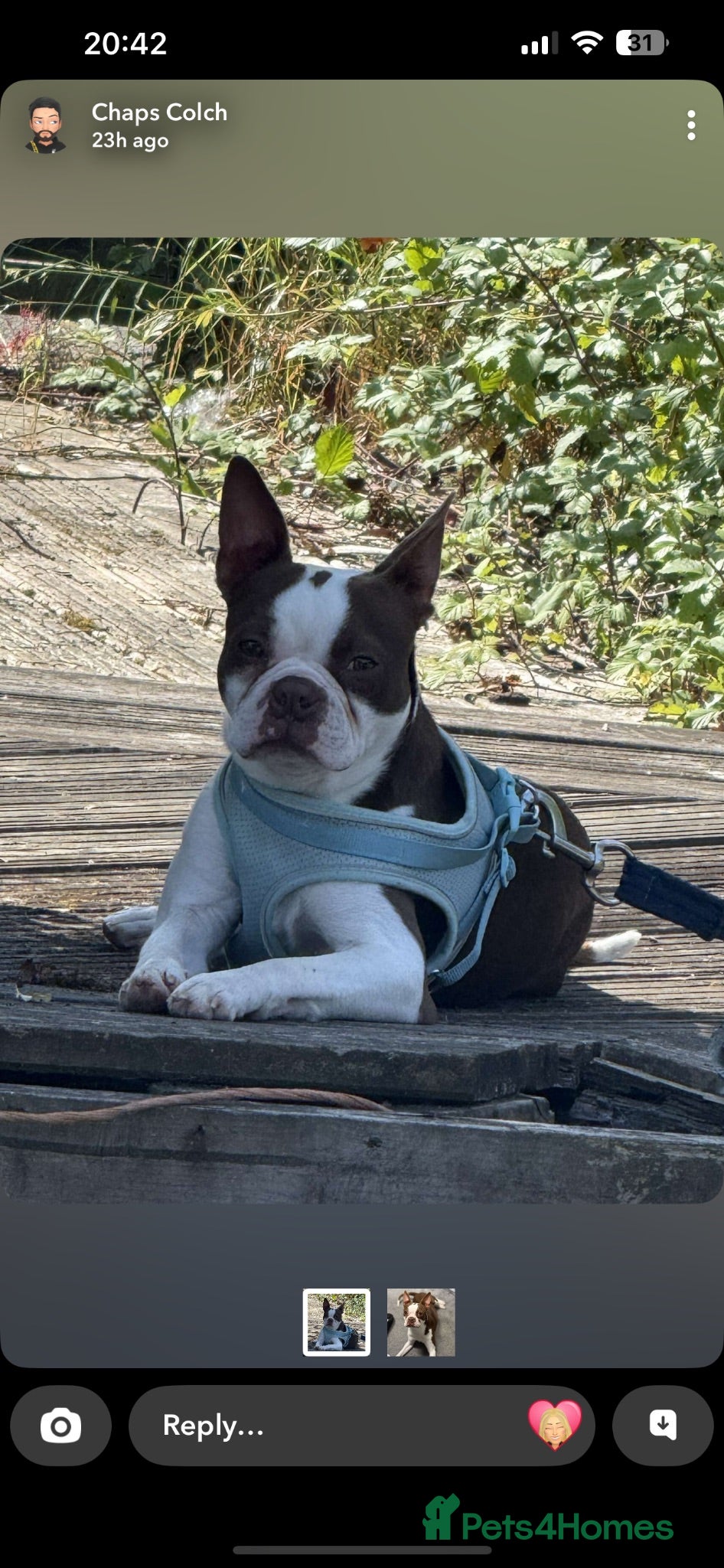 Boston Terrier dogs Boston terrier puppies. - Advert 6