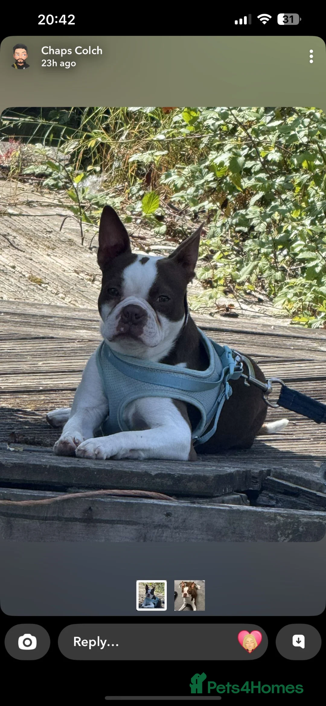 Boston Terrier dogs for sale: Boston terrier puppies. - Advert 1