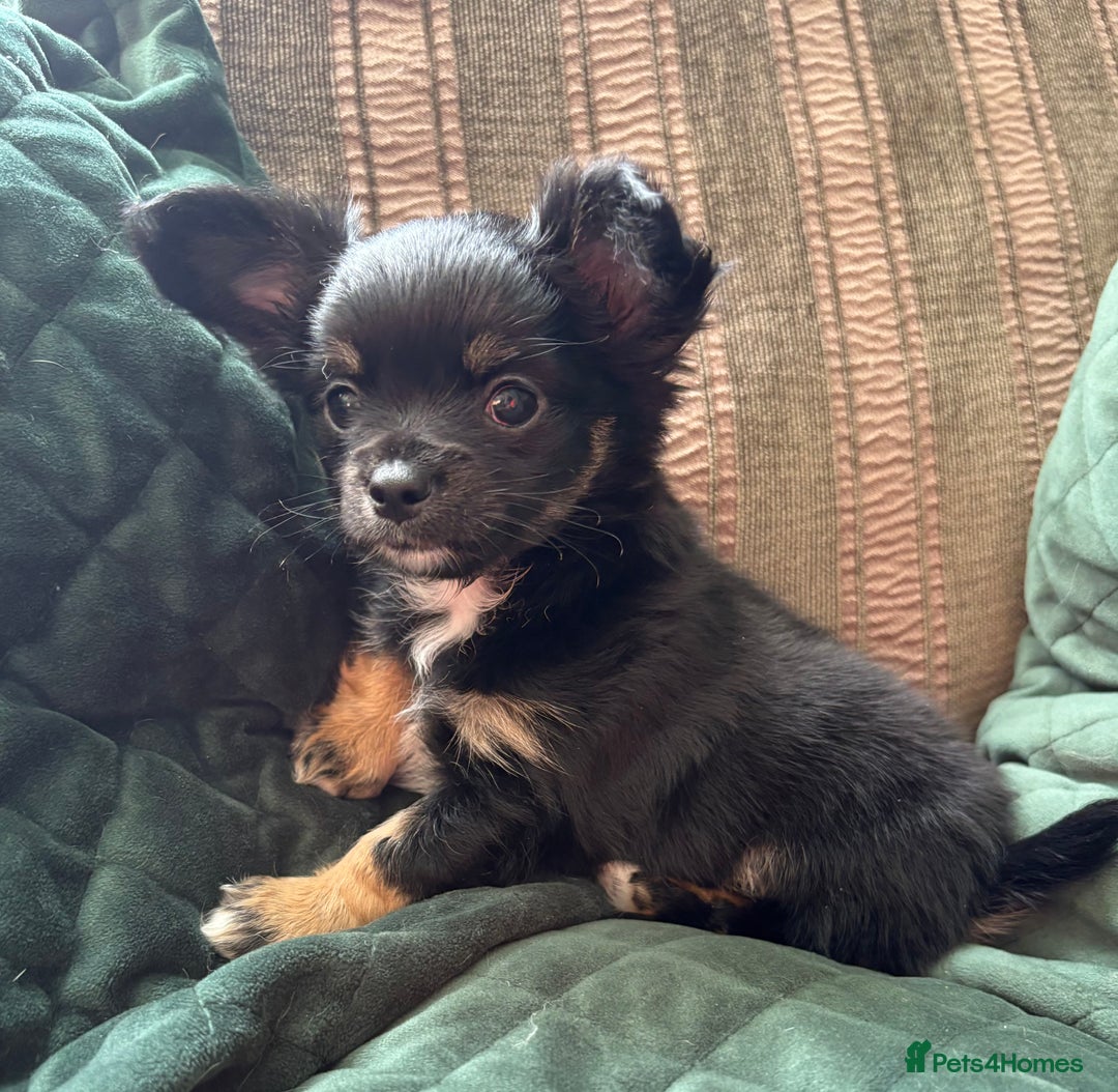 Chihuahua dogs for sale: Tiny Stunning Fluffy Chihuahua Puppy - Image 16