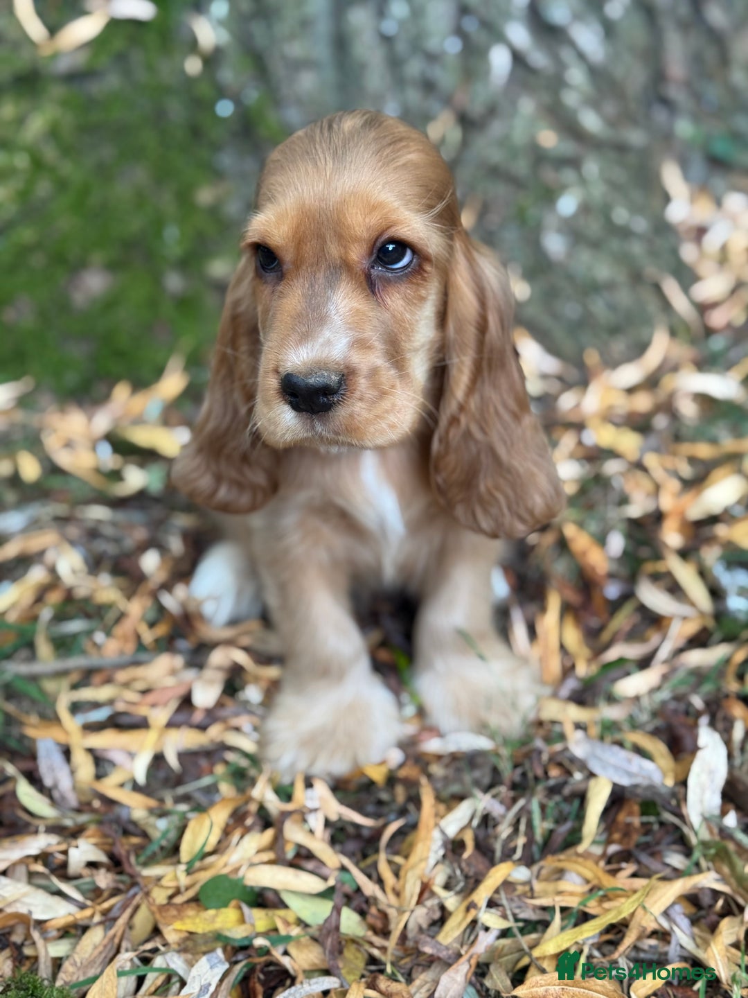 Cocker Spaniel dogs for sale: TRUE SHOW TYPE HEALTH TESTED SHOW TYPE  - Image 15