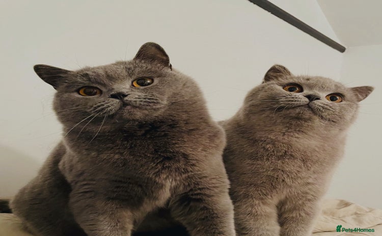 British Shorthair cats - Advert 2