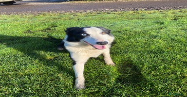 Border Collie dogs - Advert 3