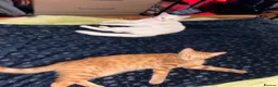 Mixed Breed cats for sale: Brother and sister - Advert 4