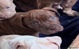 Mixed Breed dogs for sale: Olde English bulldog/ American bulldog - Image 7