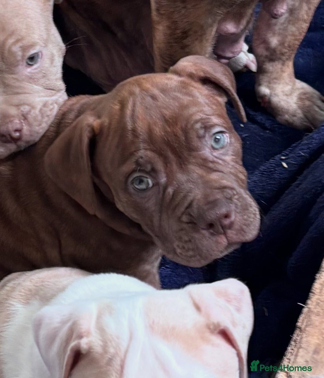 Mixed Breed dogs for sale: Olde English bulldog/ American bulldog - Image 7