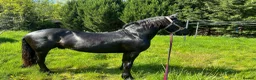 Friesian horses for sale: Fresian gelding for sale - Advert 7