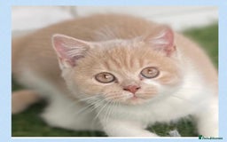 British Shorthair cats for sale: ⭐️Beautiful GCCF British Shorthair Male kitten - Image 5