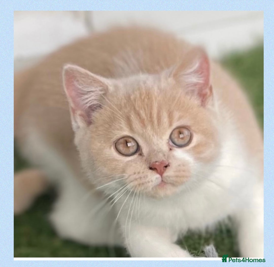 British Shorthair cats for sale: ⭐️Beautiful GCCF British Shorthair Male kitten - Image 5