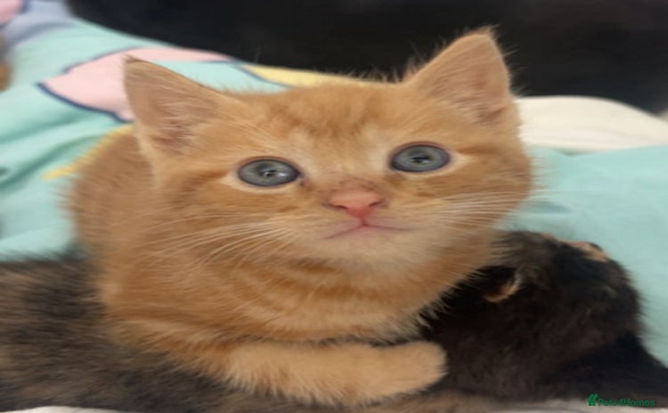 Domestic Shorthair cats - Advert 3
