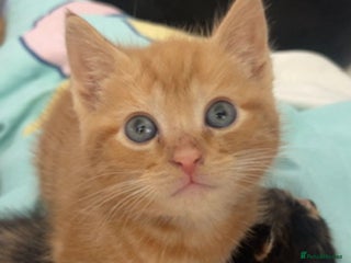 Domestic Shorthair cats - Advert 8