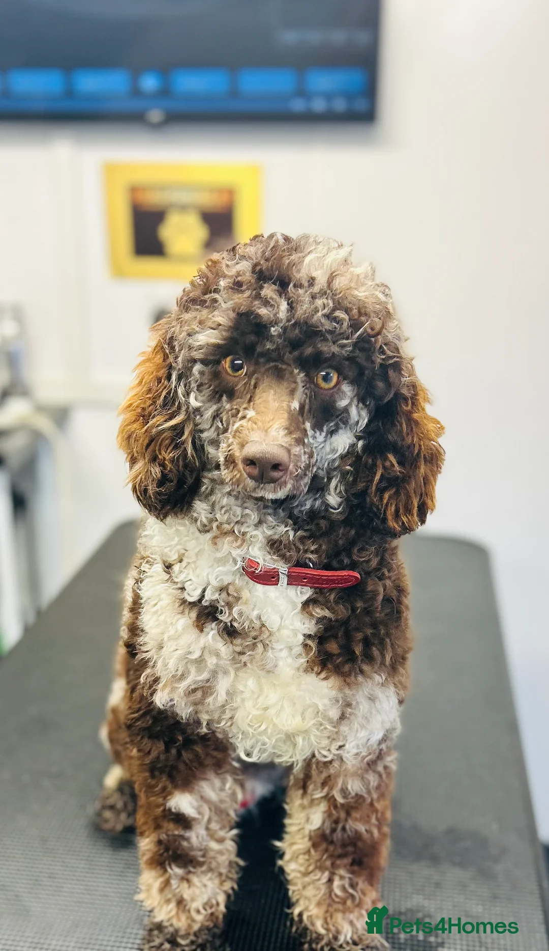 Miniature Poodle dogs for stud: Miniture Chocolate Merle poodle in Telford - Advert 5