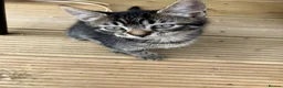 Mixed Breed cats for sale: Three beautiful kittens  - Advert 2