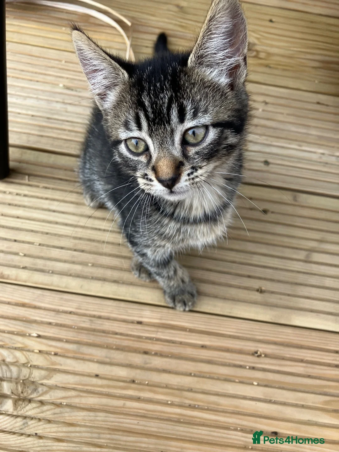 Mixed Breed cats for sale: Three beautiful kittens  - Advert 2