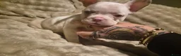 French Bulldog dogs for sale: French bulldog pups x3 Bitches - Advert 10