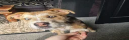 Mixed Breed dogs for sale: 1 year old Mixed Breed male - Advert 6