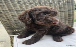 Labradoodle dogs for sale: Gorgeous Chocolate Baby Mini Labradoodle puppy  - Image 7