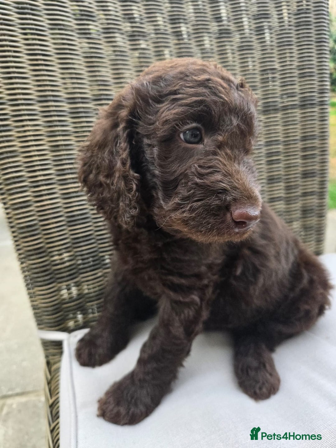 Labradoodle dogs for sale: Gorgeous Chocolate Baby Mini Labradoodle puppy  - Image 7