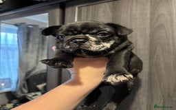 French Bulldog dogs for sale: French bulldog puppies  - Image 18