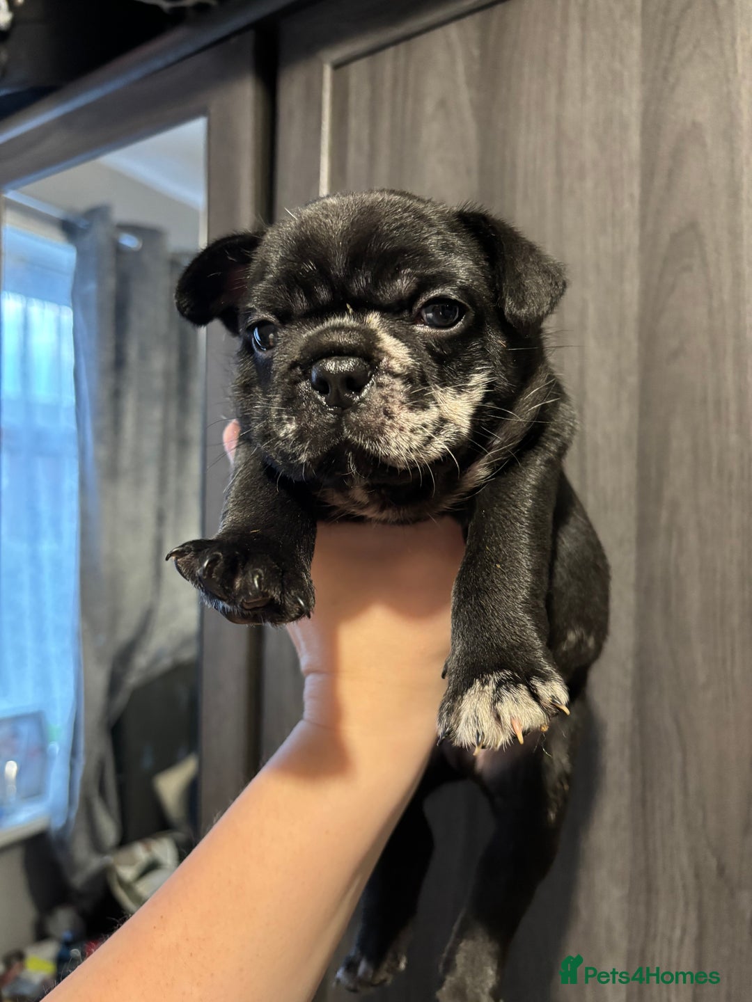 French Bulldog dogs for sale: French bulldog puppies  - Image 18