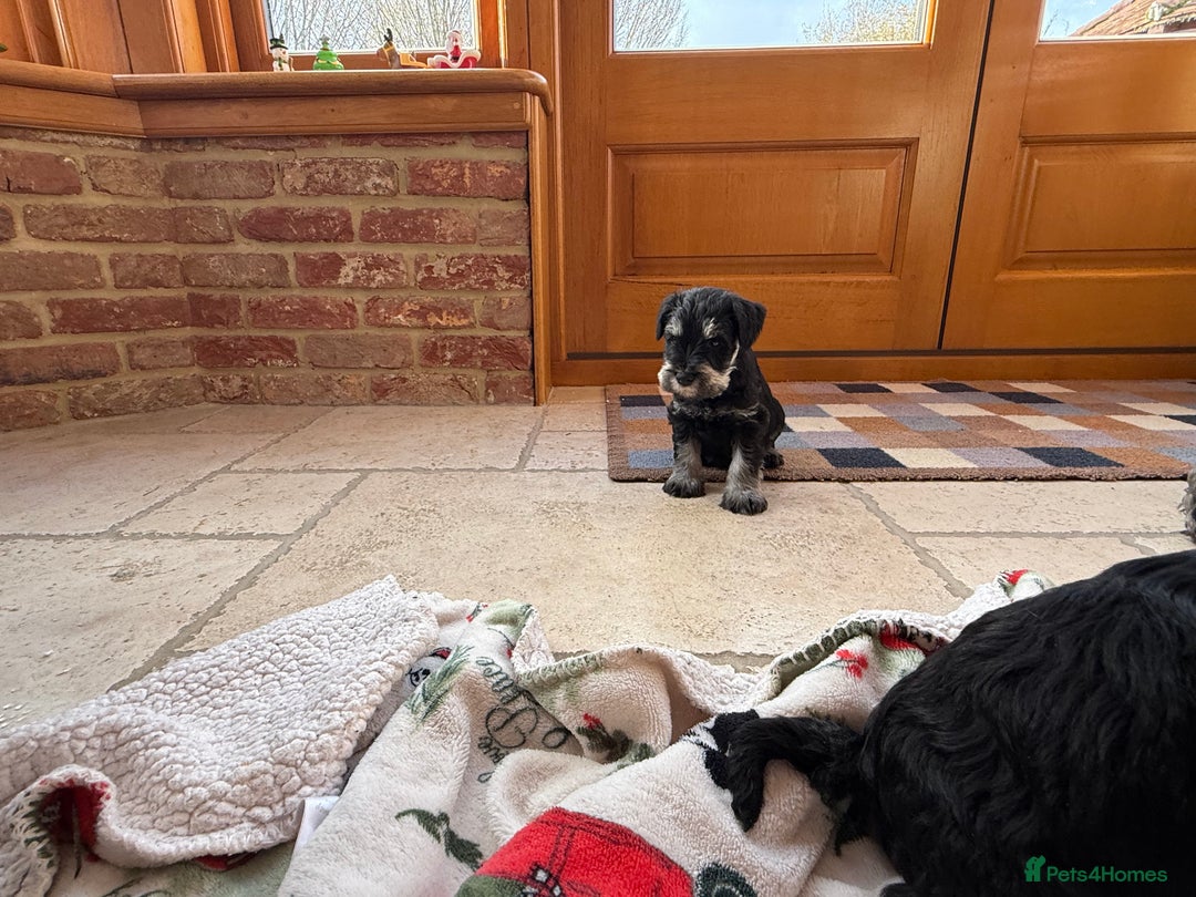 Miniature Schnauzer dogs for sale: 🌟Adorable Miniature Schnauzers Puppys 🌟 - Advert 3