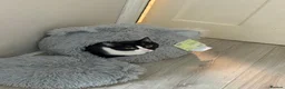 Domestic Shorthair cats for sale: Black & White Cat (no charge) - Male - Advert 3