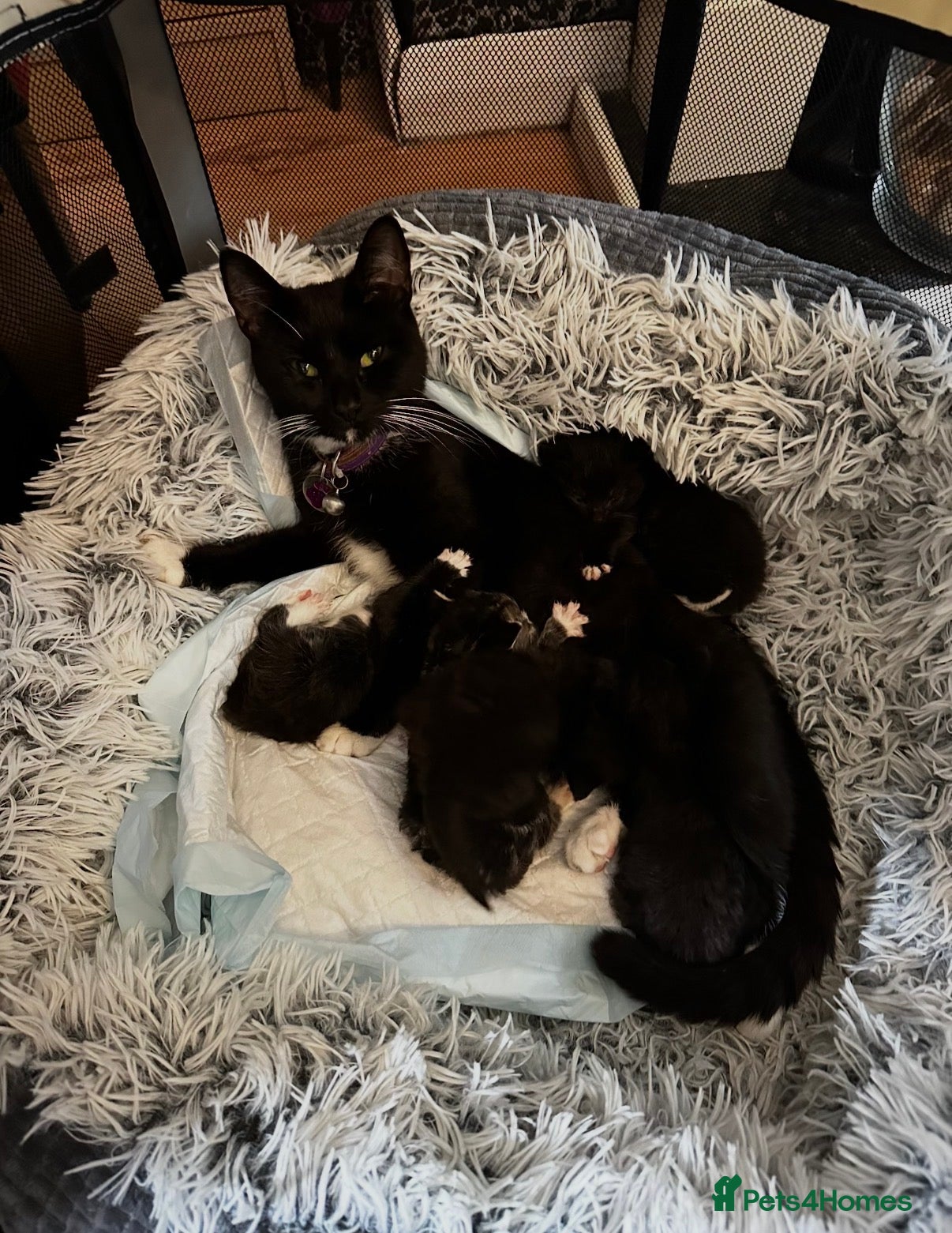 Domestic Shorthair cats Kittens looking for homes  - Advert 8