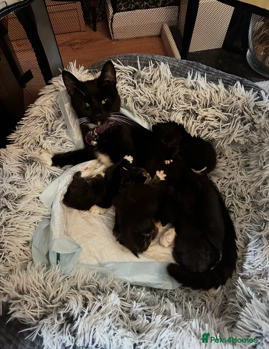 Domestic Shorthair cats for sale: Kittens looking for homes  in Rossendale - Advert 1