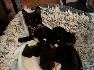 Domestic Shorthair cats Kittens looking for homes - Advert 8