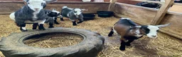 Goats livestock for sale: Pygmy kids for sale. Females and castrated males  - Advert 14