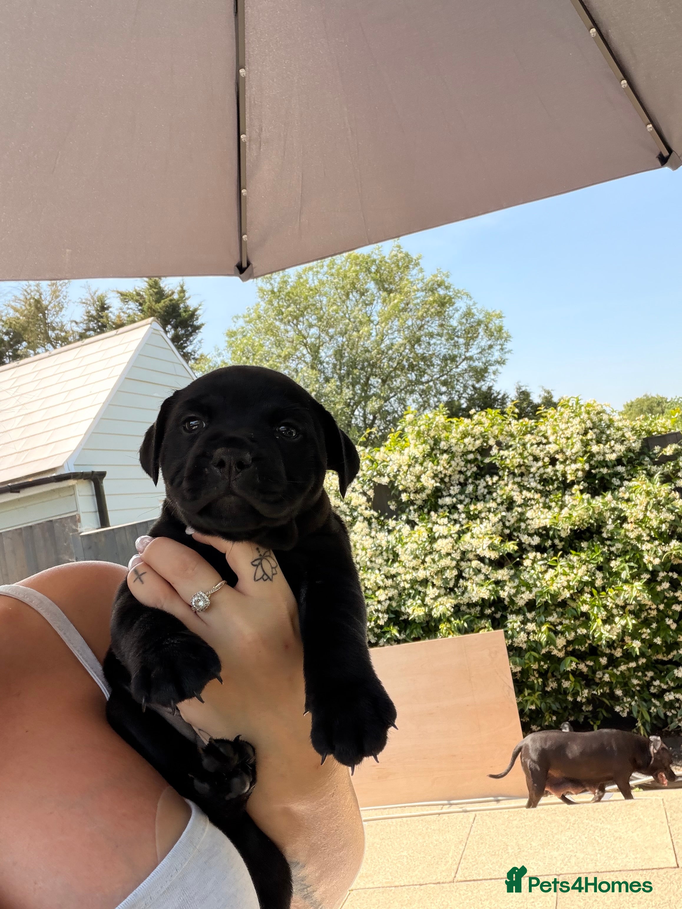 Staffordshire Bull Terrier dogs Champion Staffordshire bullterrier puppies - Advert 2