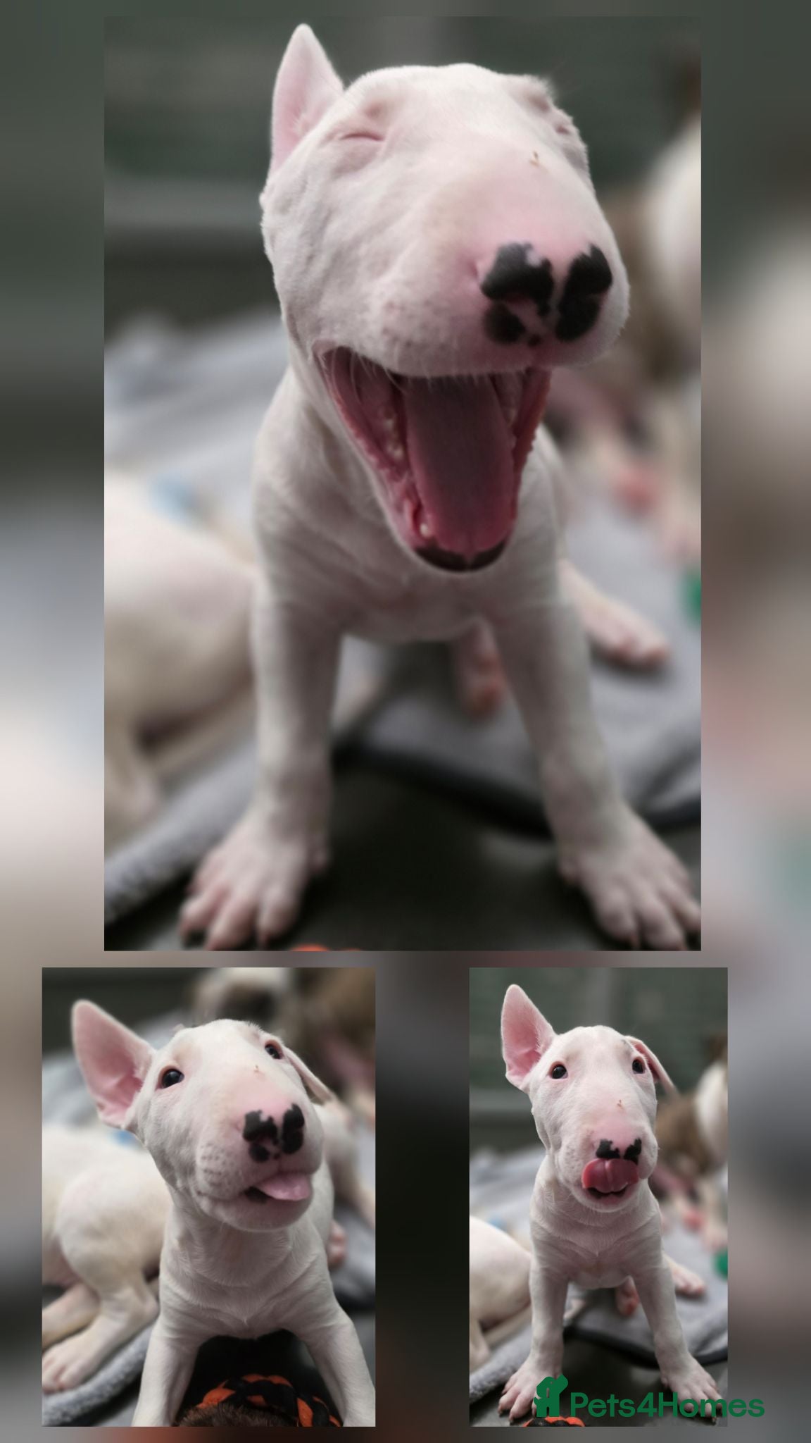 English Bull Terrier dogs Last boy KC English bullterrier puppies available  - Advert 1