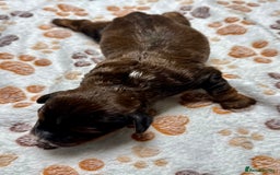 Cockapoo dogs for sale: Beautiful Fully Health Tested Cockapoos - Image 21