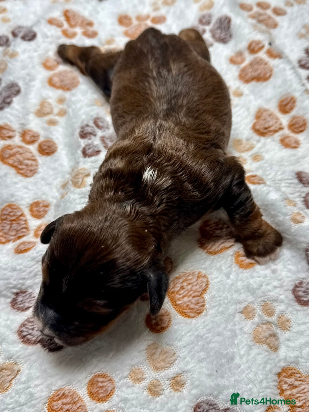 Cockapoo dogs for sale: Beautiful Fully Health Tested Cockapoos - Image 21