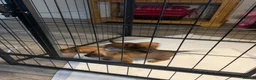 Miniature Dachshund dogs for sale: Miniature dachshund puppies - Advert 2