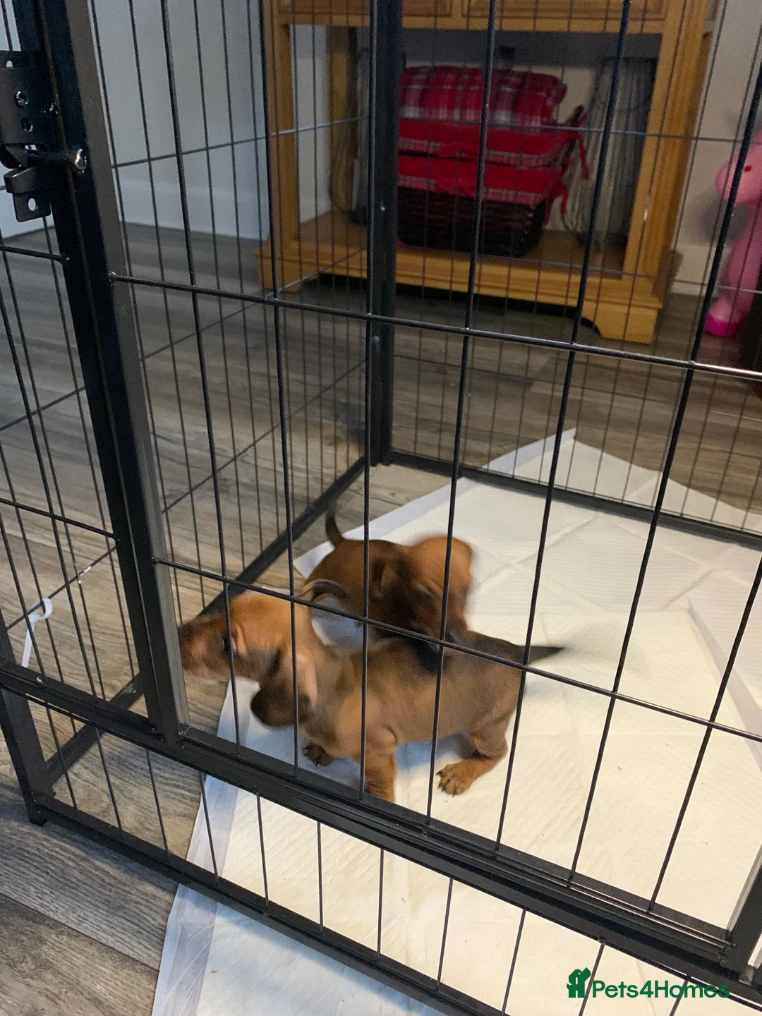 Miniature Dachshund dogs for sale: Miniature dachshund puppies - Advert 2