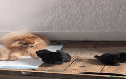 Pomeranian dogs for sale: ⭐⭐Gorgeous Pomeranian puppies⭐⭐ - Image 2