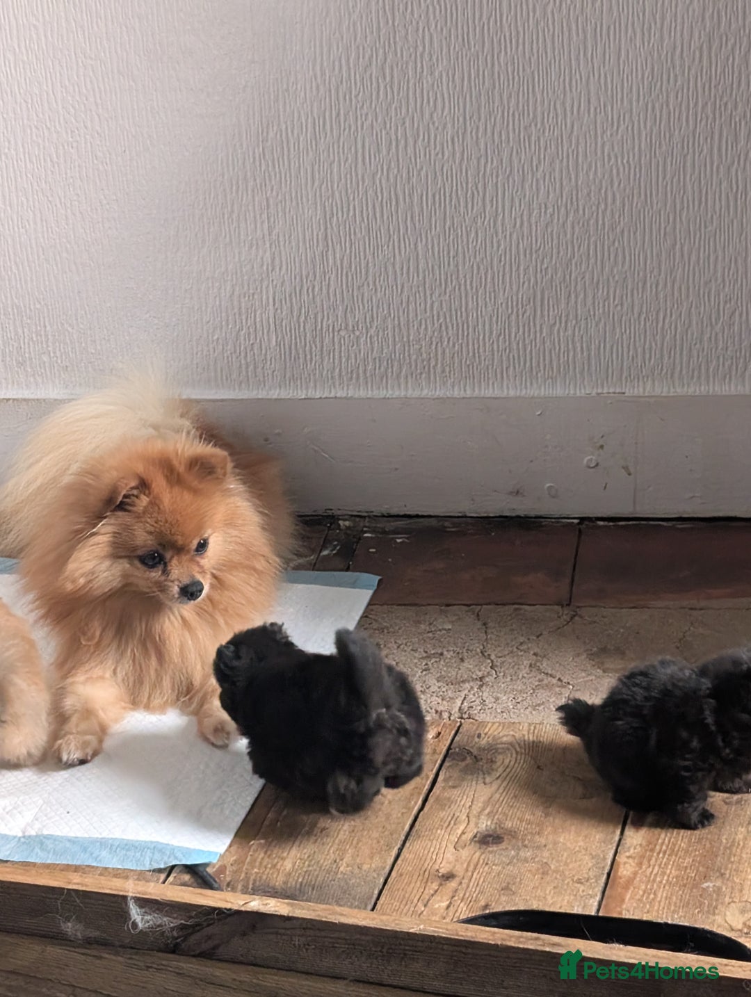 Pomeranian dogs for sale: ⭐⭐Gorgeous Pomeranian puppies⭐⭐ - Image 2